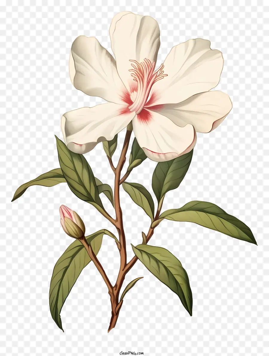 สีวาดรูป，ดอกไม้สีขาว PNG