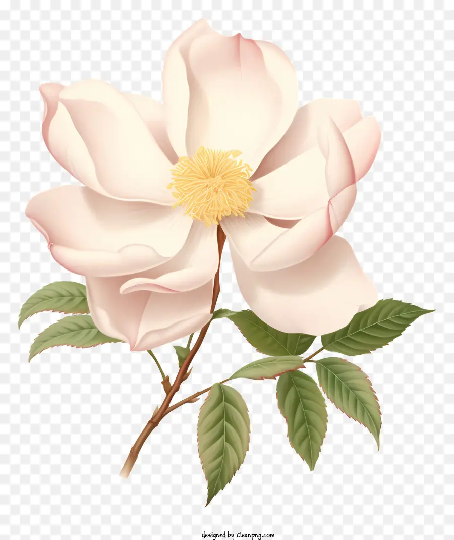 สีขาว Flowering ต้นไม้，สีชมพู Petals PNG