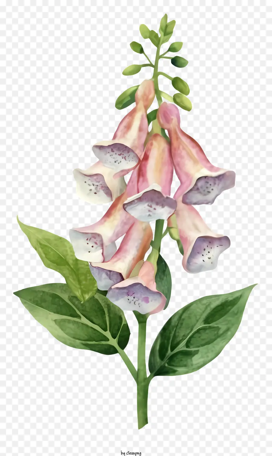 ดอกไม้สีชมพู，สีขาว Petals PNG