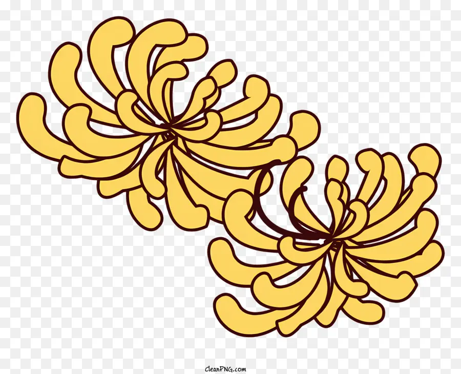 ดอกเบญจมาศสีเหลือง，รูปร่างแบบวงกลม PNG
