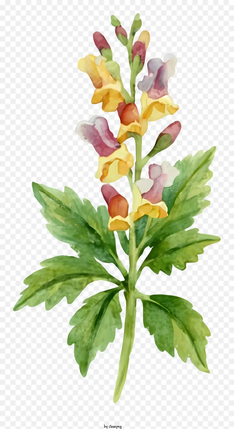 สีวาดรูป，ดอกไม้สีเหลืองและสีแดง PNG