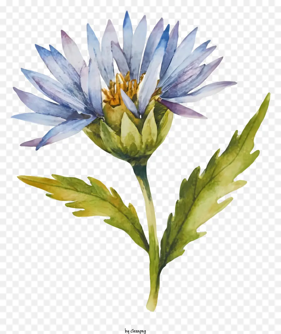 สีวาดรูป，สีน้ำเงินดอกไม้ PNG