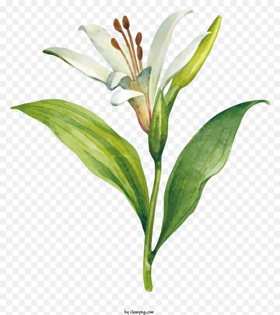 พืชดอกลิลลี่สีขาว，ใบไม้สีเขียว PNG