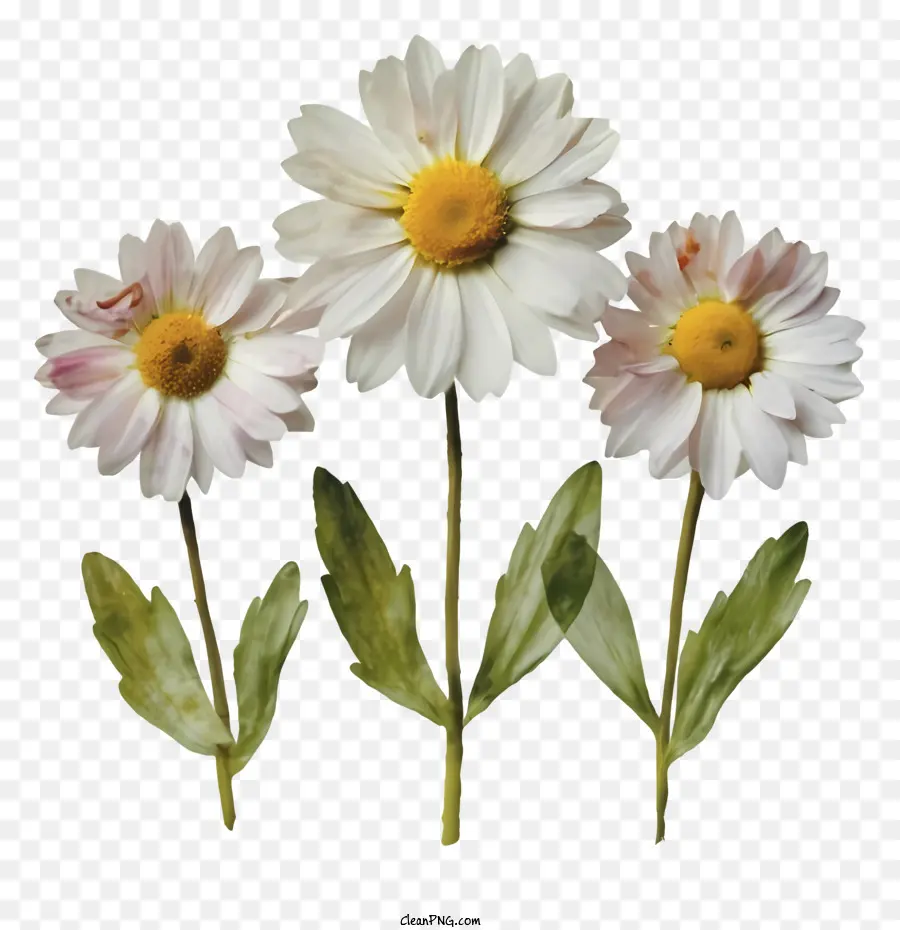 ดอกไม้ดอกเดซี่สีขาว，ใบไม้สีเขียว PNG
