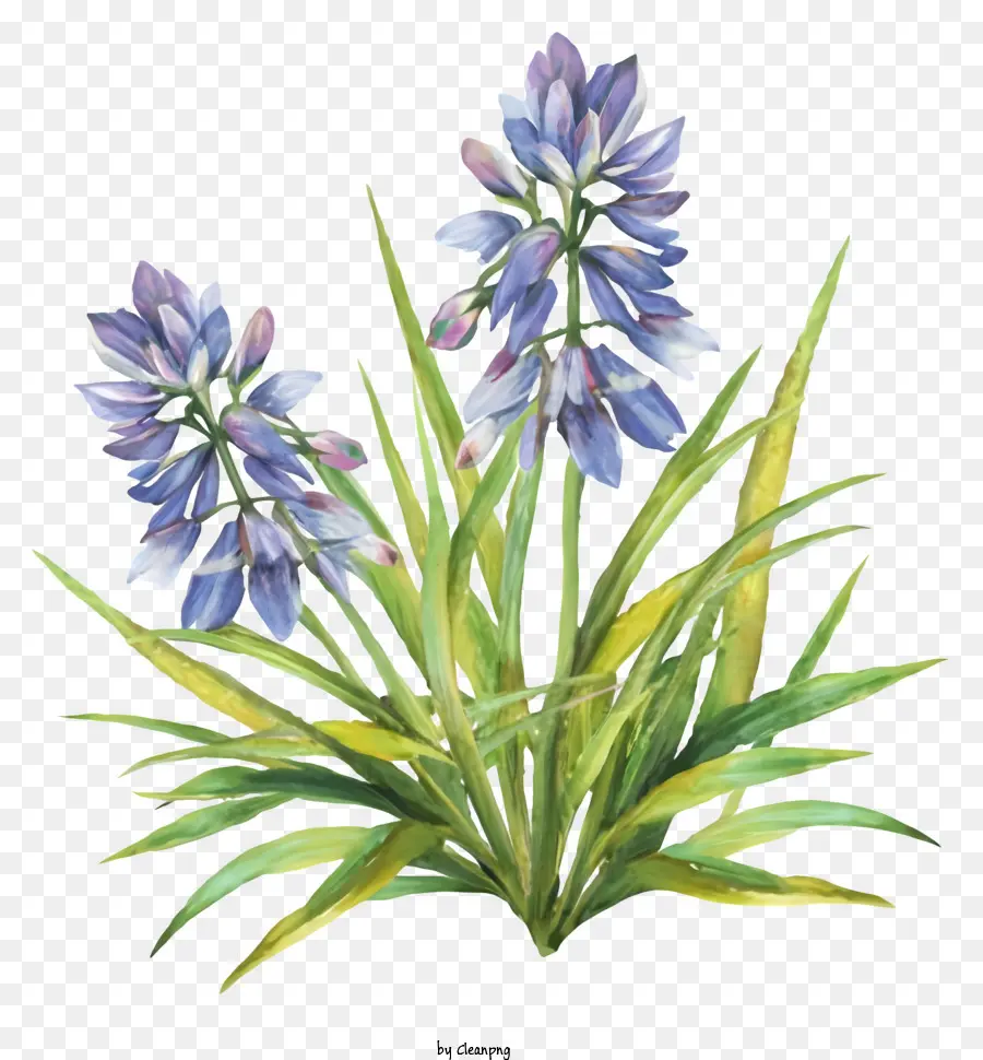 สีน้ำเงิน Wildflowers，บลูท PNG