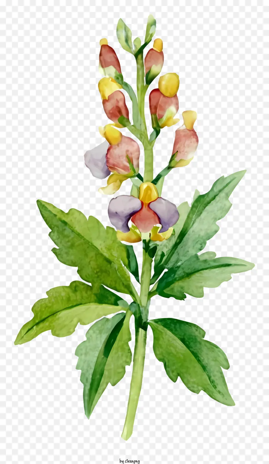 สี Illustration，ภาพวาดดอกไม้ PNG