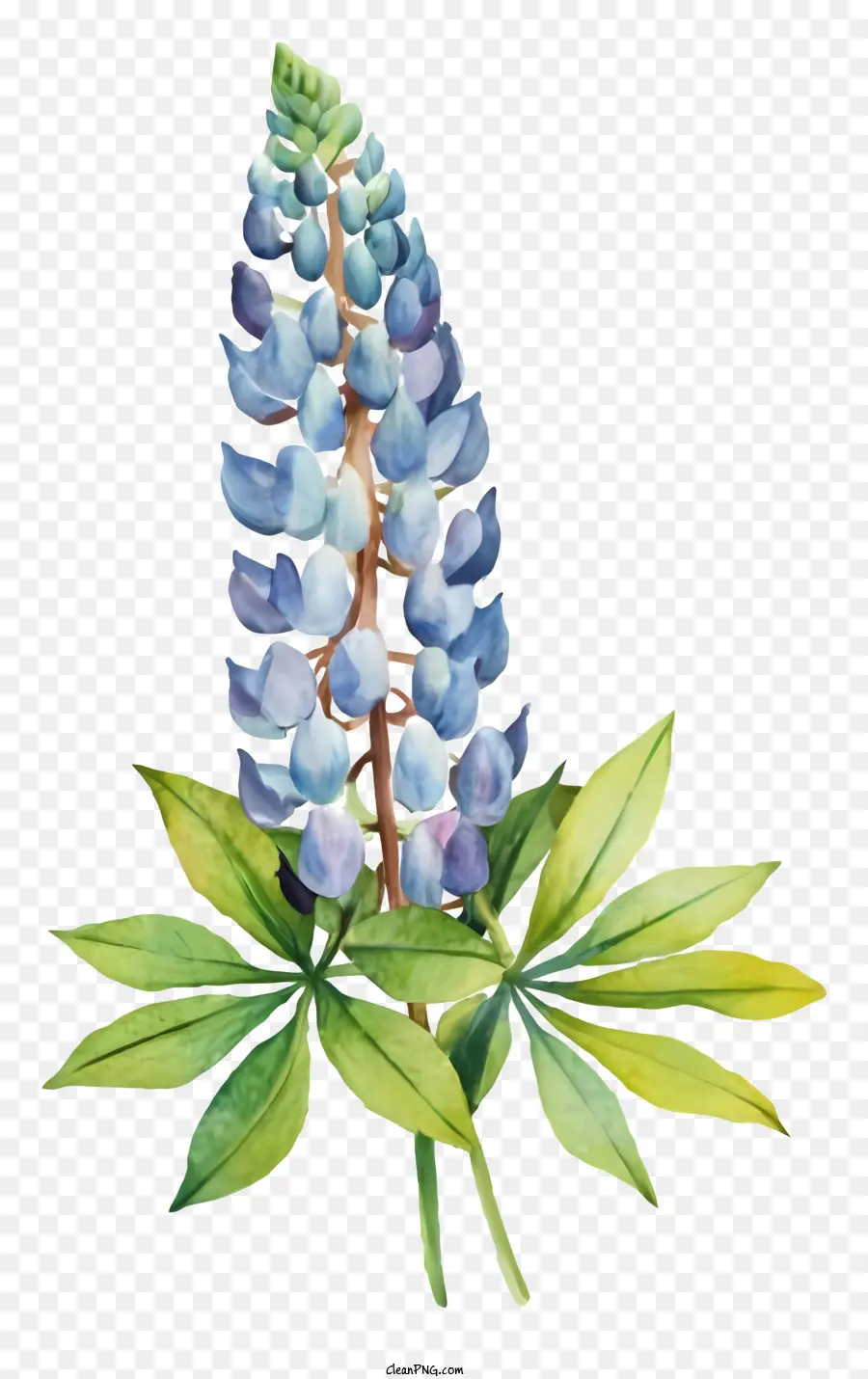สีวาดรูป，สีน้ำเงินดอกไม้ PNG
