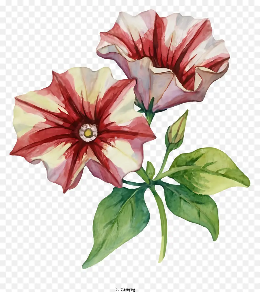 ภาพวาดดอกไม้，ดอกไม้สีแดงและสีขาว PNG