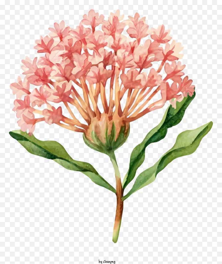 ดอกไม้ป่าสีชมพู，สีวาดรูป PNG
