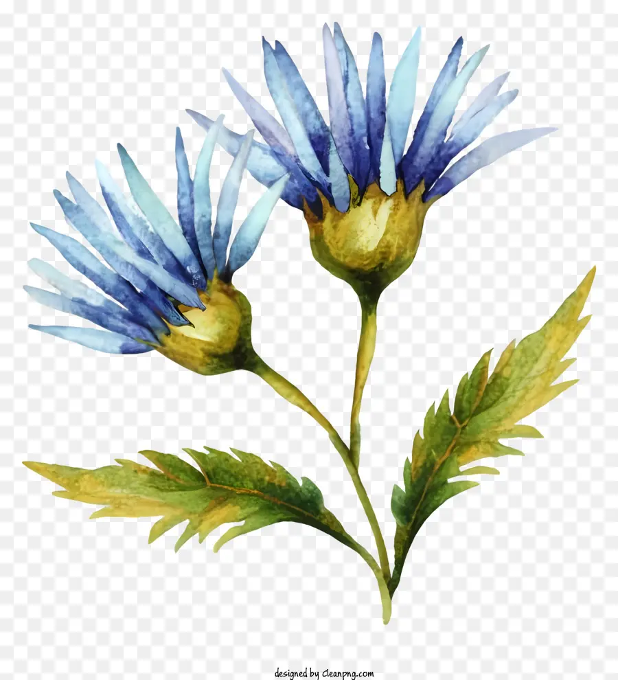 สีน้ำเงินดอกไม้，ดอกไม้ Photography PNG