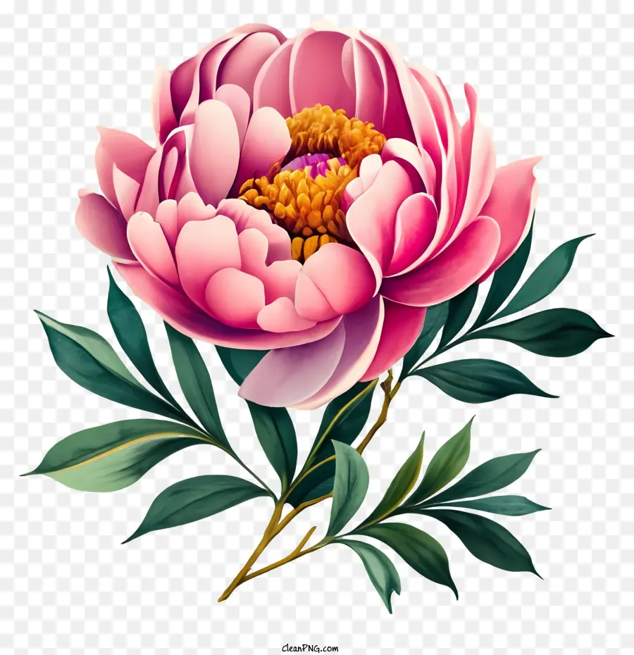 สีชมพู Peony，ภาพวาดดอกไม้ PNG
