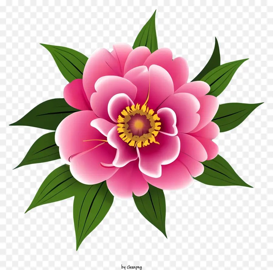 สีชมพู Peony ดอกไม้，ดอกกลีบดอกห้าดอก PNG