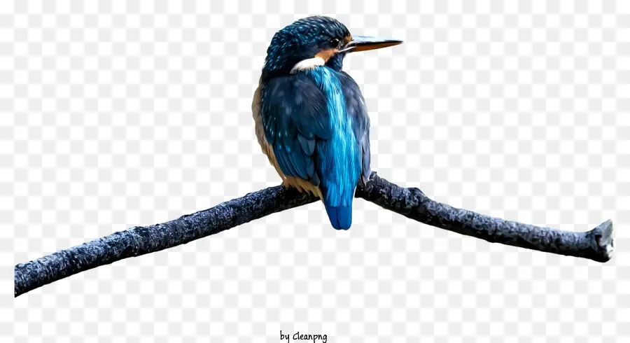 นกสีฟ้าและสีขาว，นกตั้งอยู่ PNG