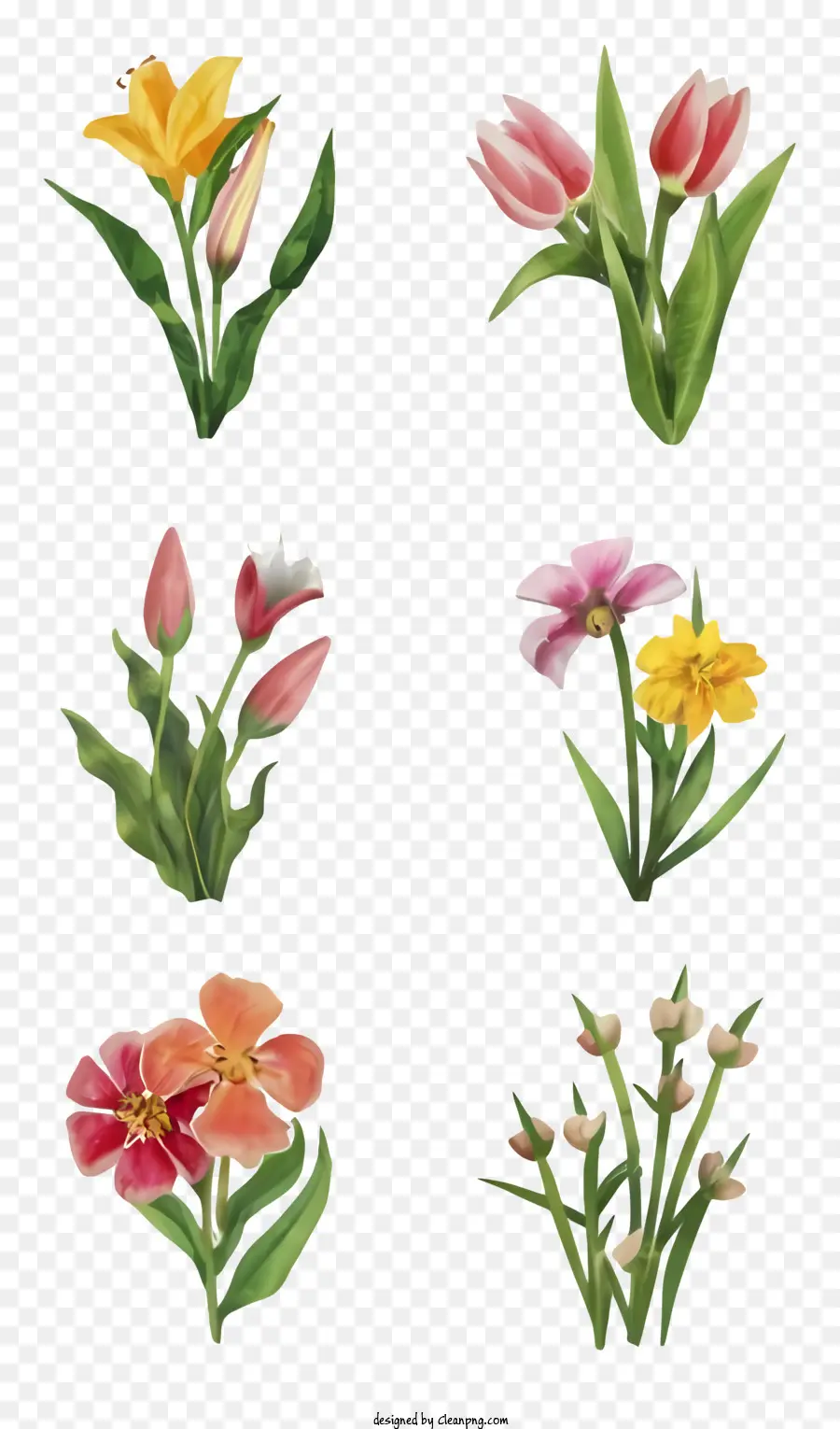 ดอกไม้สี，สีชมพู Tulips PNG