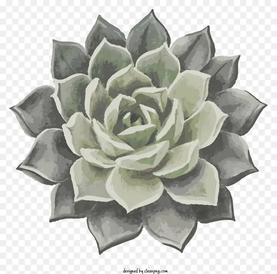 Succulent ต้นไม้，ใบไม้สีเขียว PNG