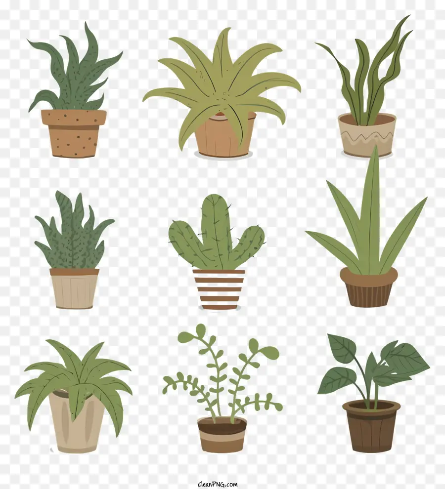 Succulents，พืชกระถาง PNG