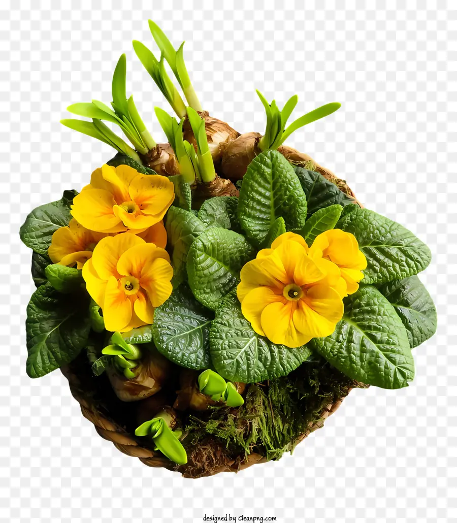 สีเหลืองดอกไม้，ดอกไม้บานเต็ม PNG