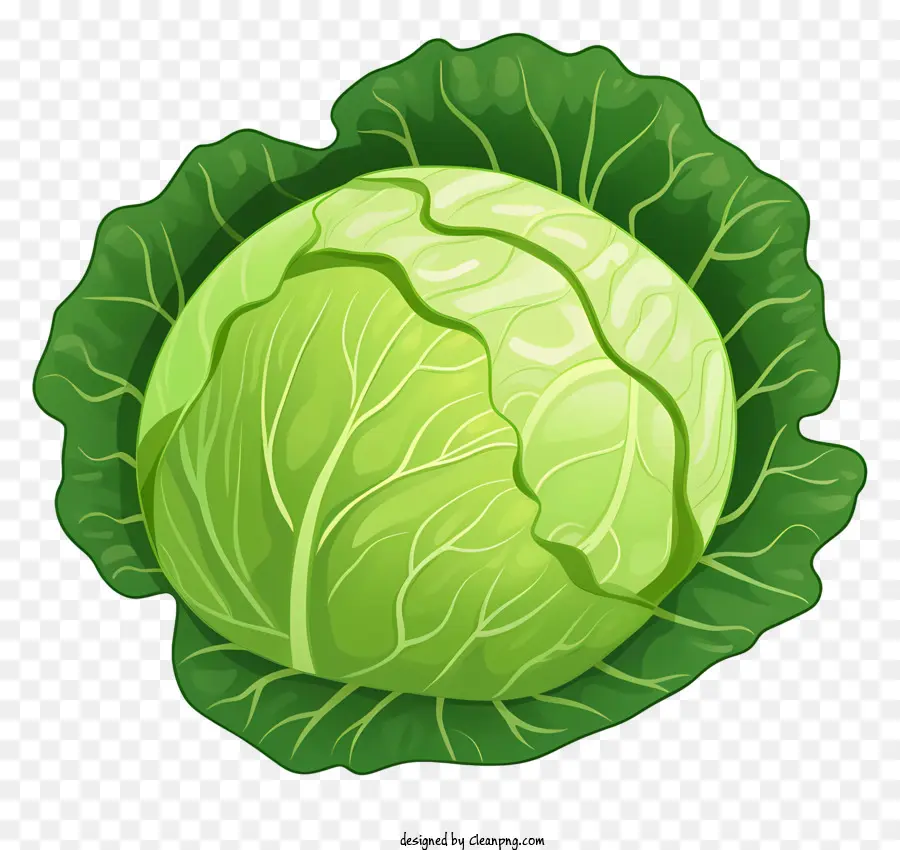 เพิ่ Cabbage，สีเขียว Cabbage PNG