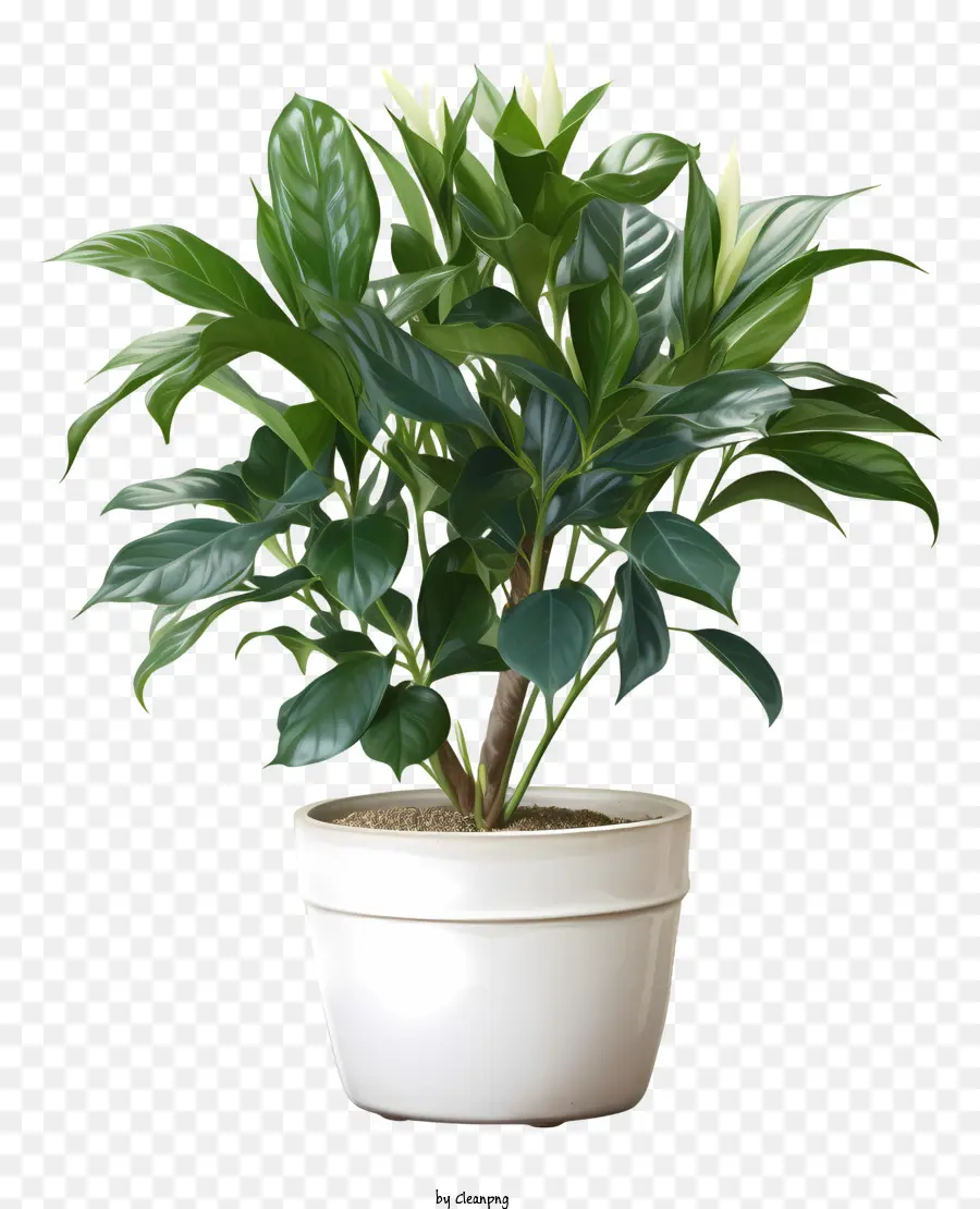 พืชกระถางสีขาว，ใบไม้สีเขียว PNG