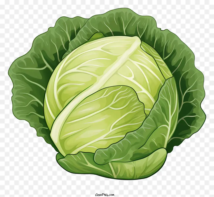 สีเขียว Cabbage，Closeup องมุมมอง PNG