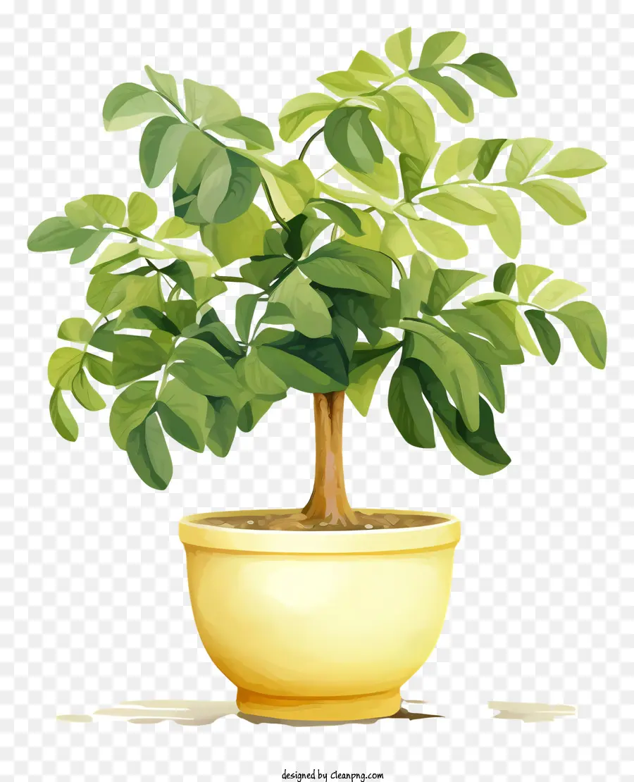 พืชในหม้อสีเหลือง，ใบไม้สีเขียว PNG