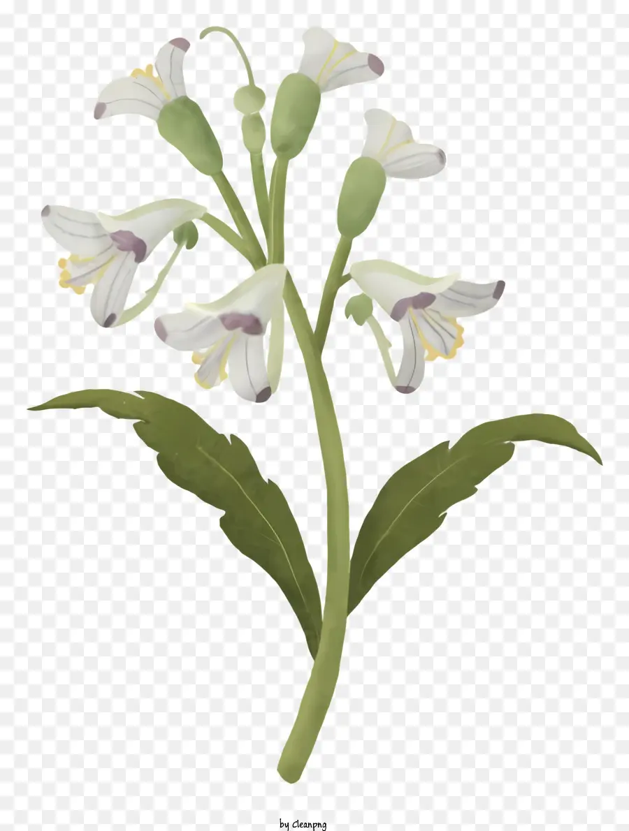 ดอกไม้สีขาว，ห้าม PNG