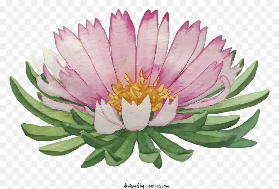 สีวาดรูป，ดอกไม้สีชมพู PNG