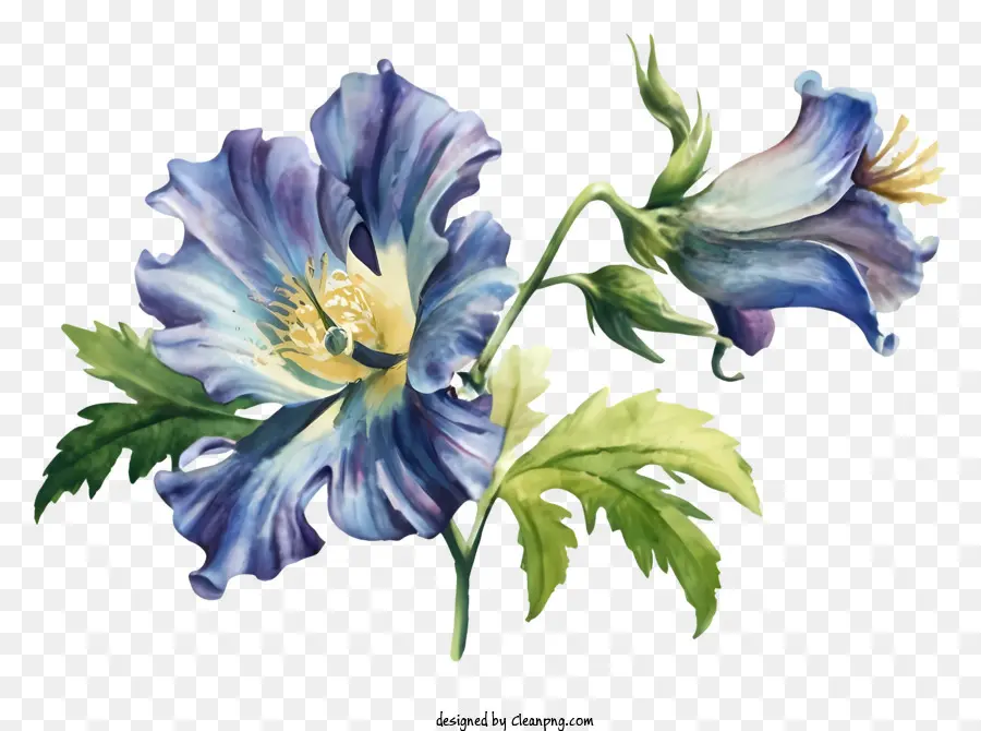 ภาพวาดดอกไม้，ดอกไม้สีฟ้าและสีขาว PNG