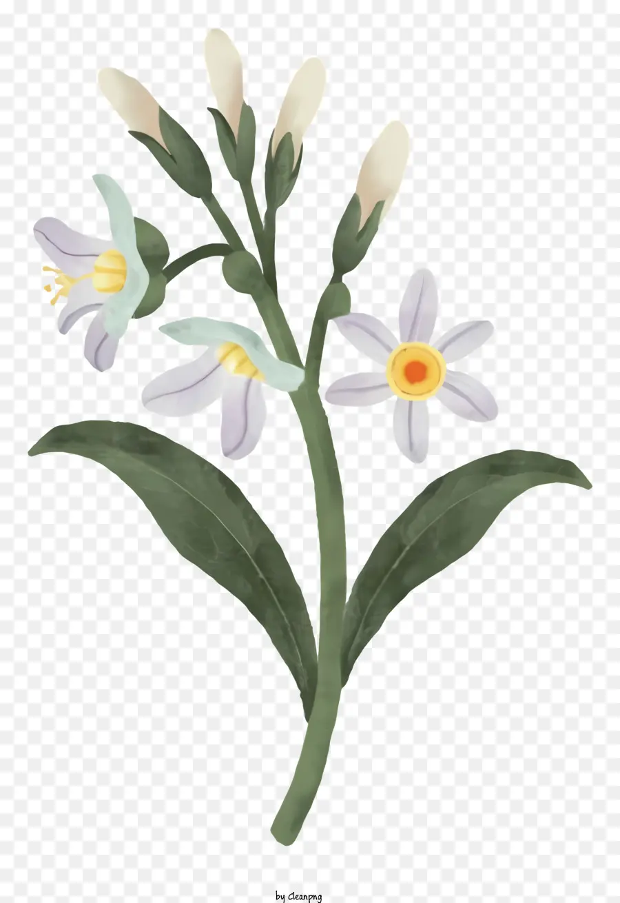 ช่อดอกไม้，ขนาดเล็กสีขาวดอกไม้ PNG