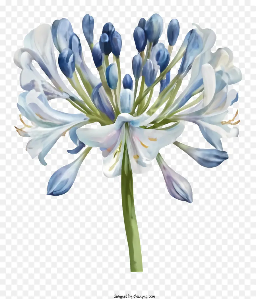 สีวาดรูป，ดอกไม้สีฟ้าและสีขาว PNG
