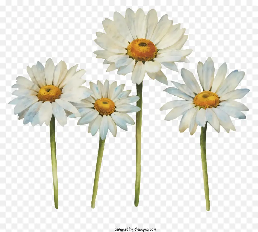 สีขาวท่ามกลางดอกเดซี่，ดอกไม้ PNG