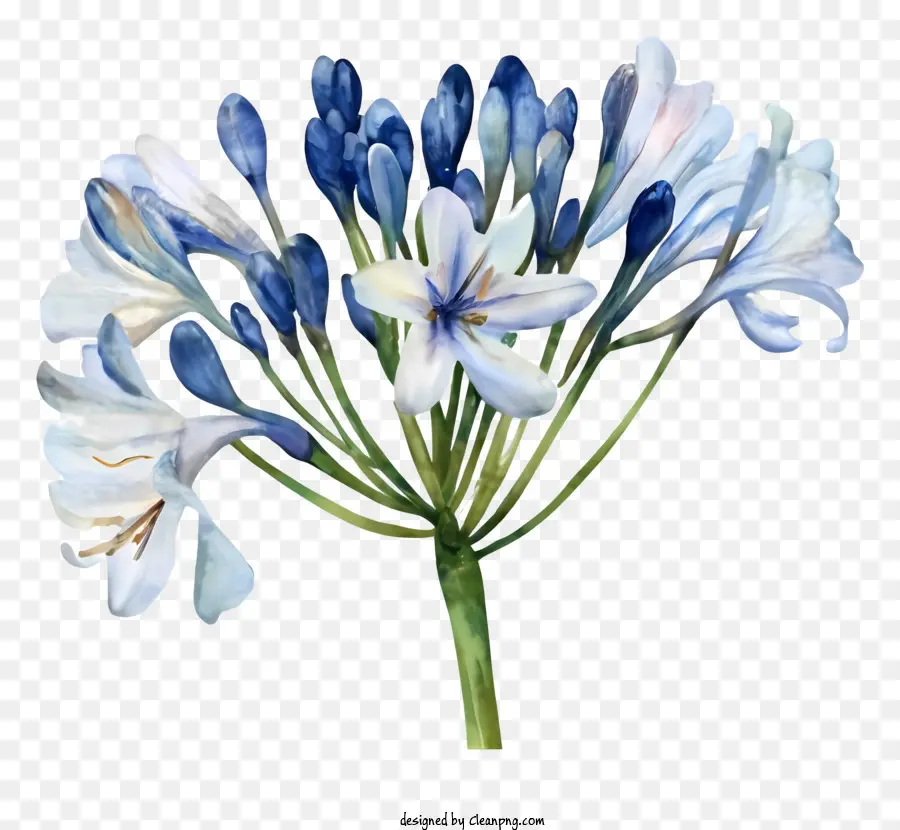 ดอกลิลลี่สีน้ำเงิน，สีขาว Petals PNG