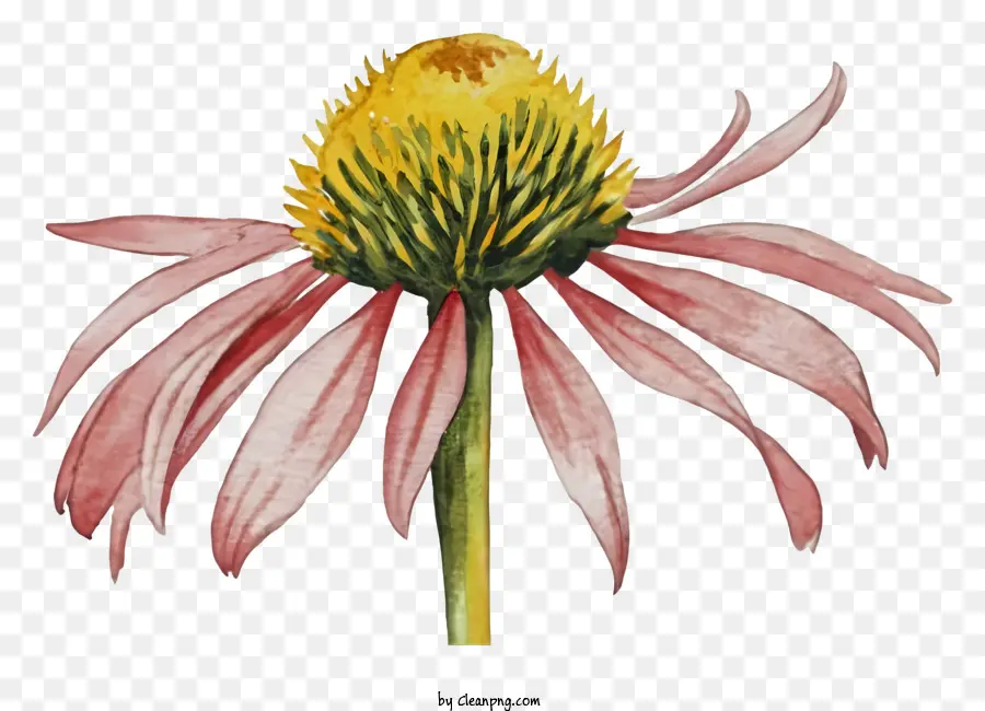 โคมสีชมพู，ภาพวาดดอกไม้ PNG