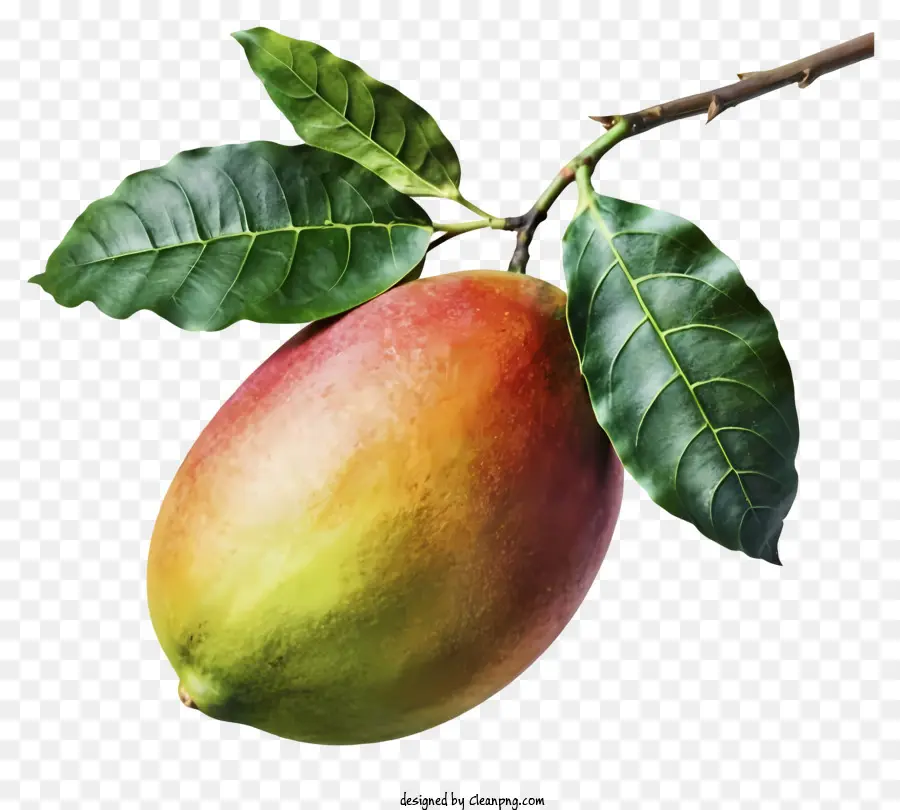 ตัดอวัยวะ Mango，มะม่วงกลมขนาดใหญ่ PNG