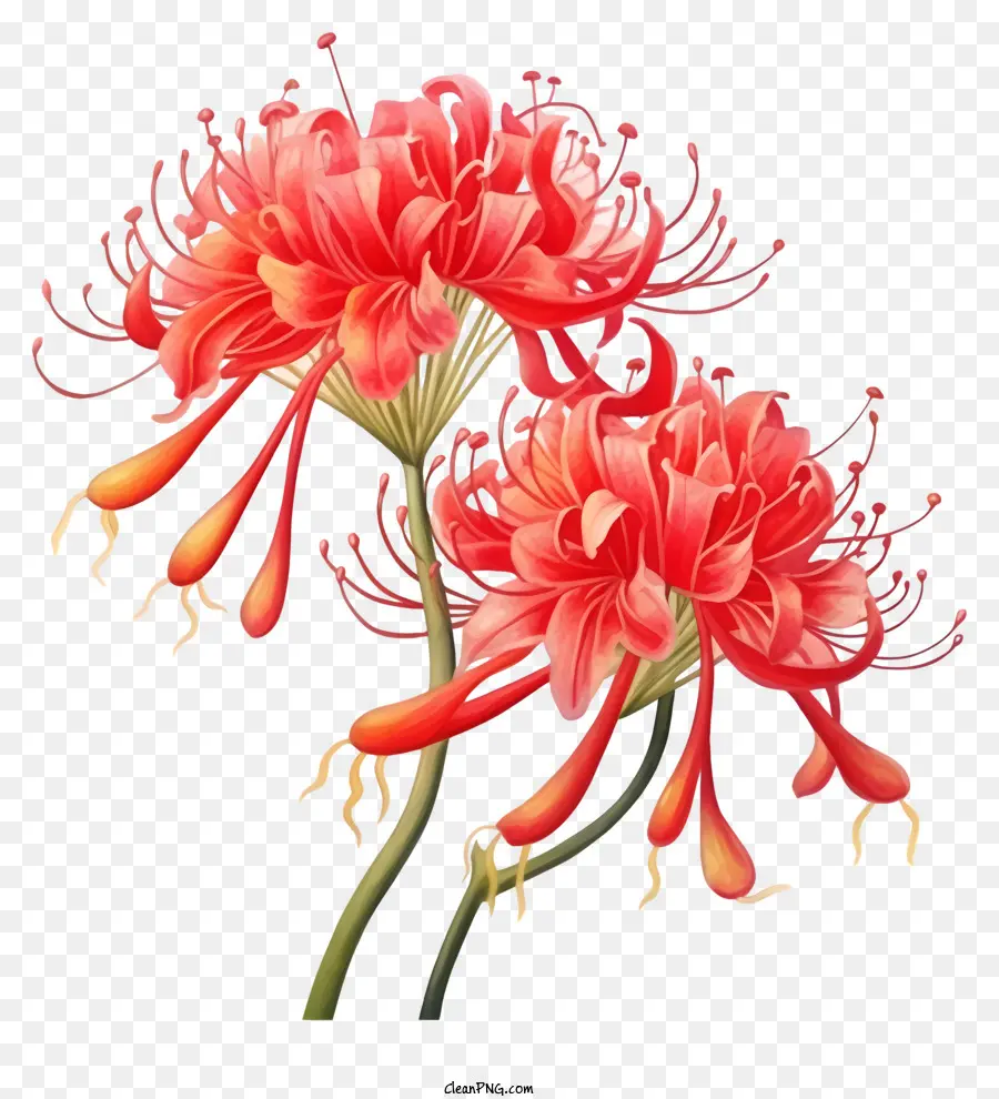 สีดำและสีขาว Illustration，ดอกไม้ชบาสีแดงยักษ์ PNG