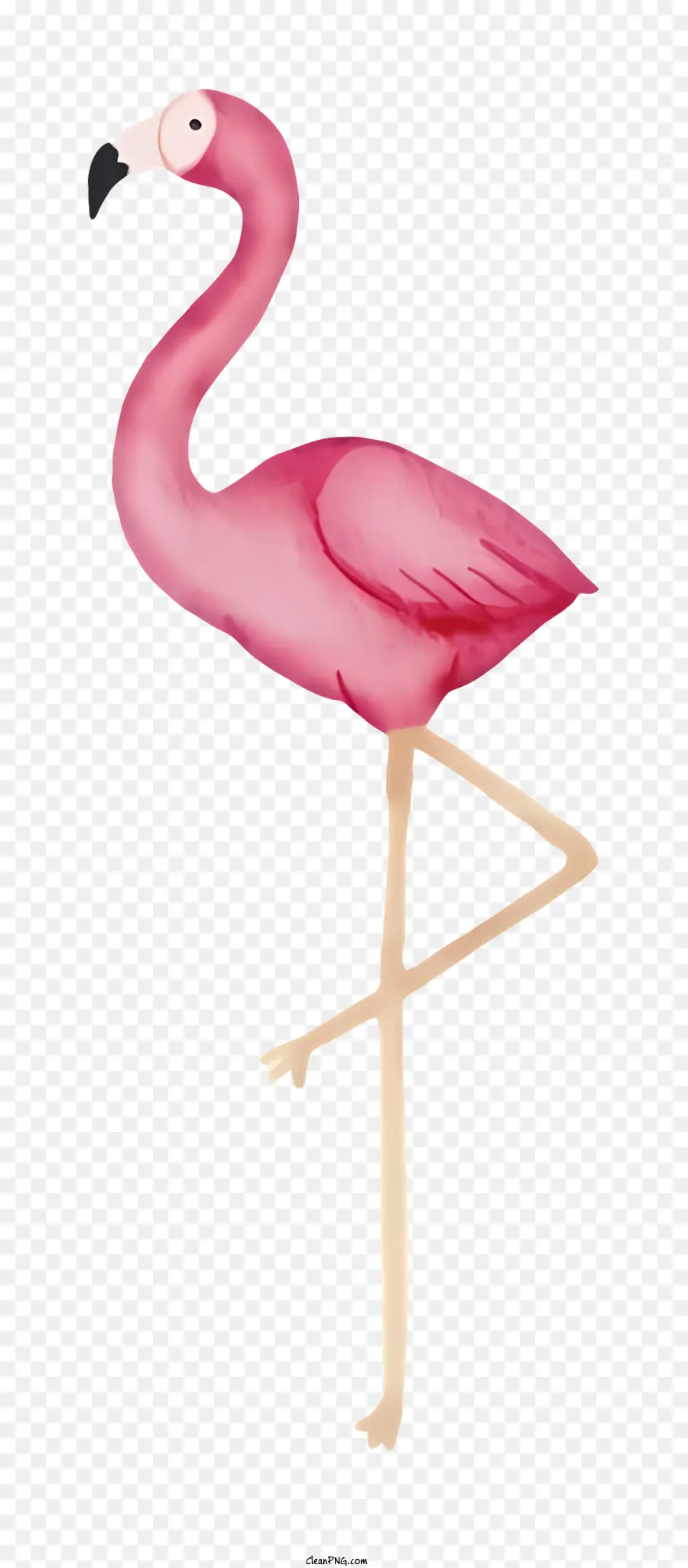 สีชมพู Flamingo，อยู่กับไอ้ขาข้างเดี PNG