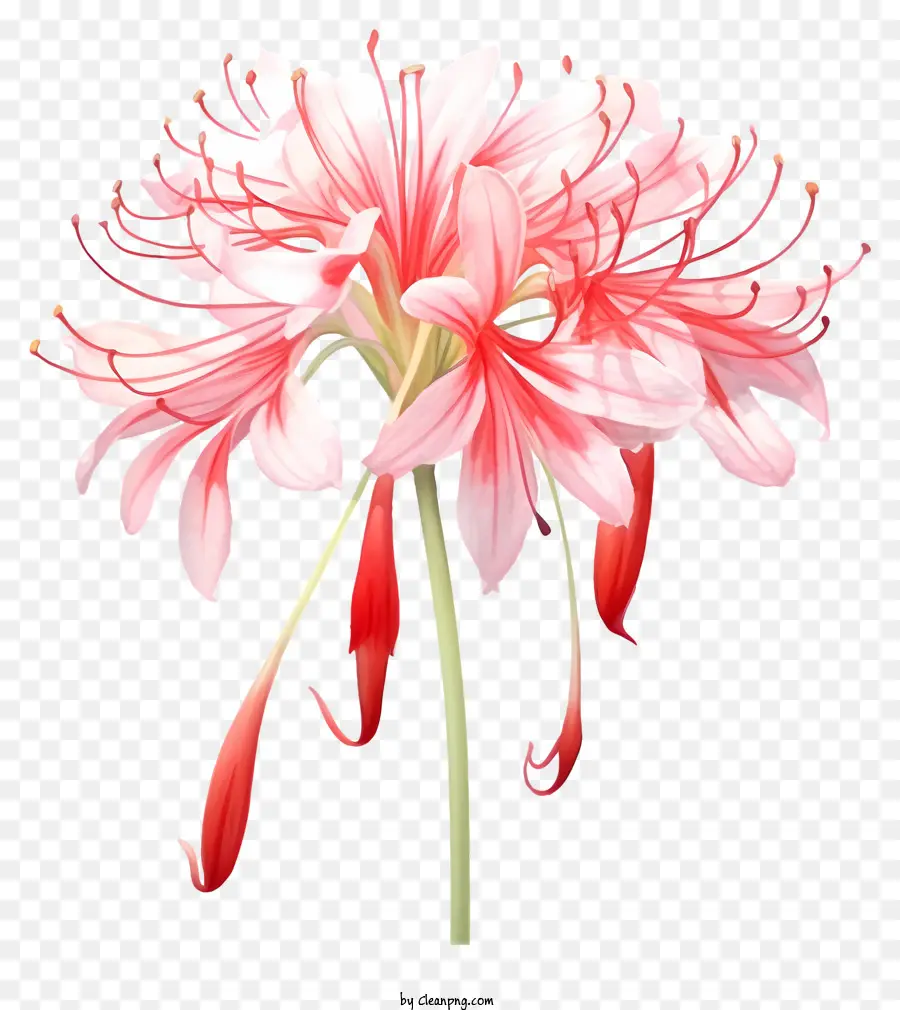 ดอกไม้สีแดงและสีชมพู，ดอกไม้กลางสีขาว PNG