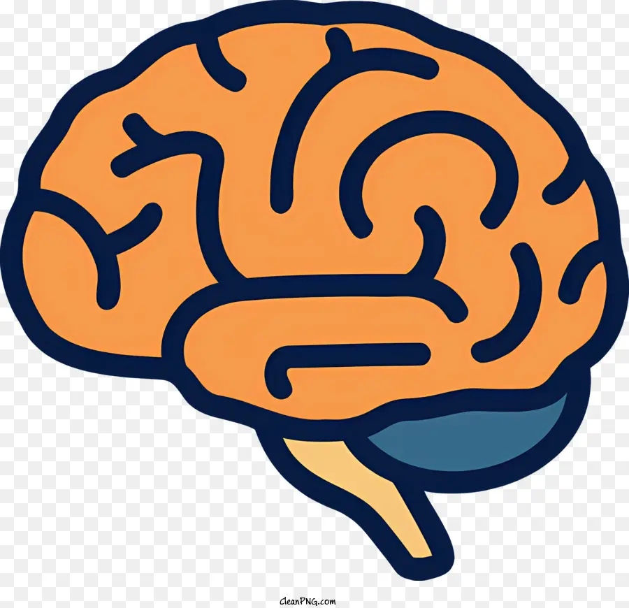 สมองของมนุษย์，สมองซีกสมอง PNG
