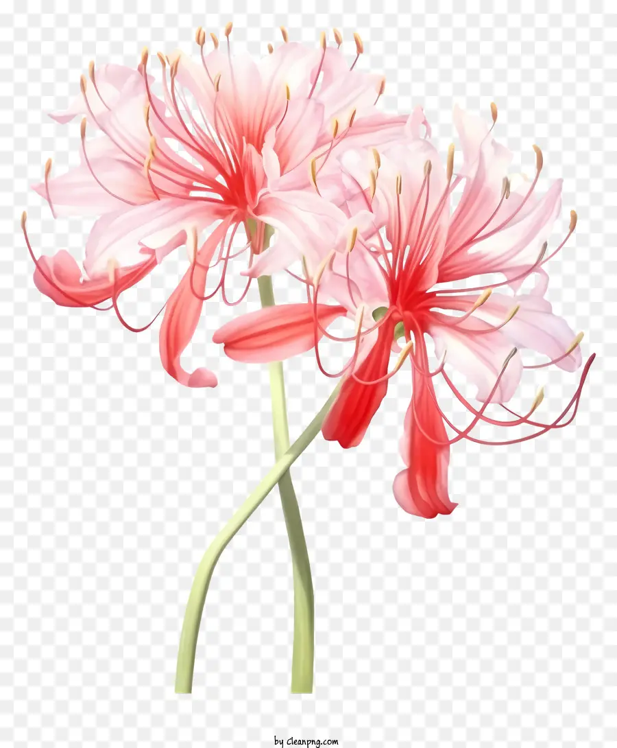 ดอกไม้สีชมพู，หกกลีบ PNG