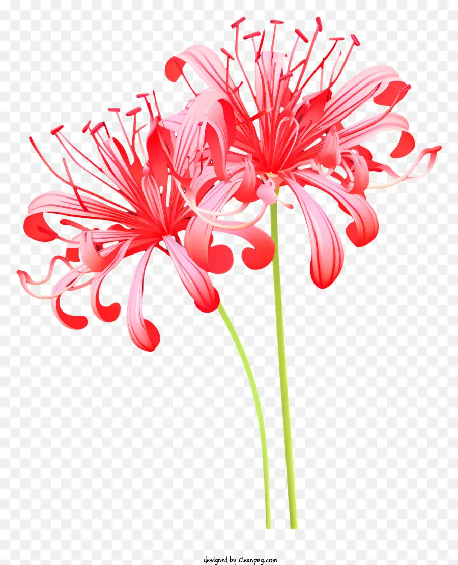 ดอกไม้สีชมพู，ใบไม้สีเขียว PNG