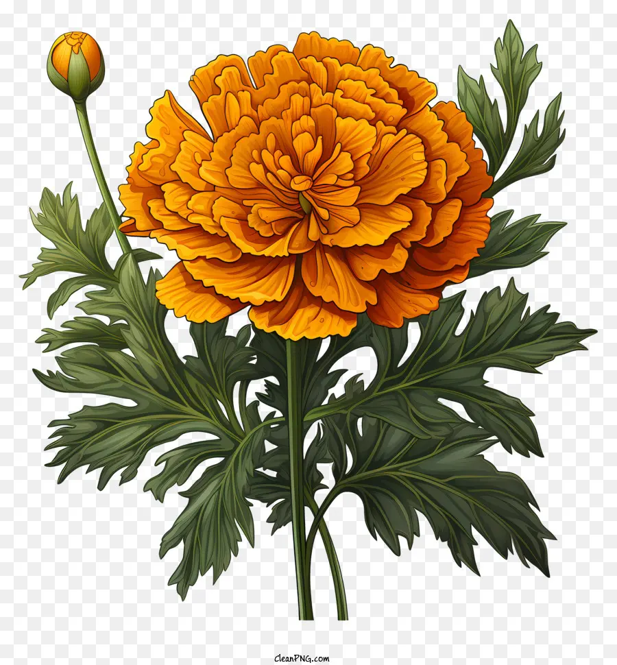 คำสำคัญช่อดอกไม้，ดอกไม้สีส้ม PNG