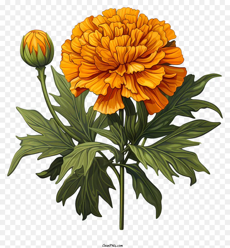 ดอกคาร์เนชั่นซักดอกไม้，สีส้มสดใส PNG
