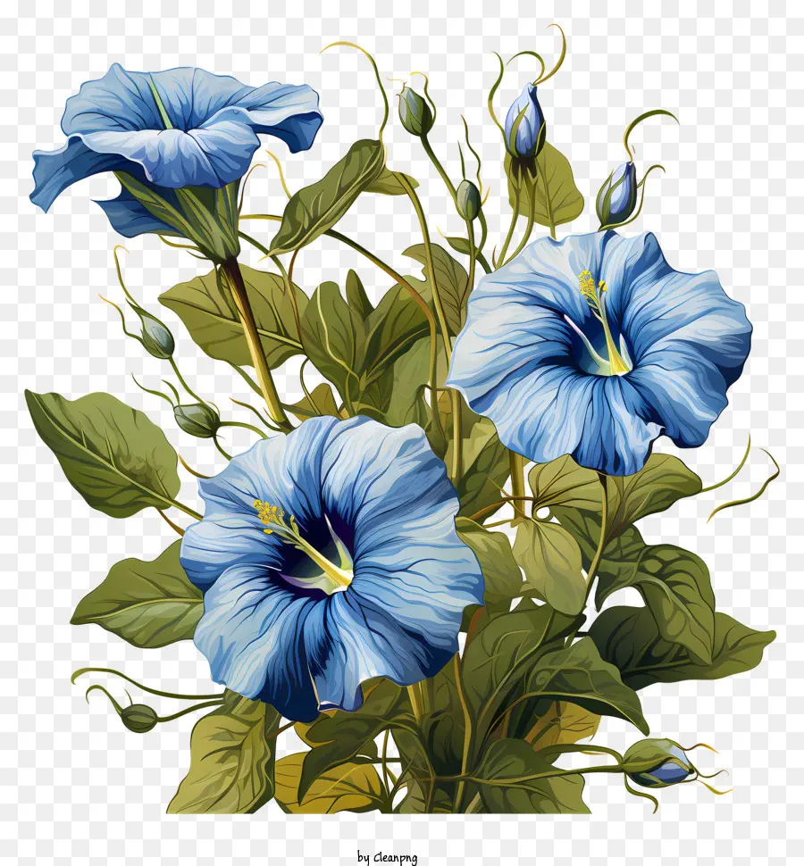 สีน้ำเงินดอกไม้，ศูนย์สีขาว PNG
