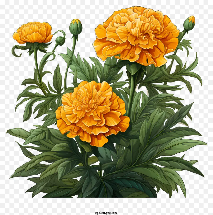 คาร์เนชั่นสีส้ม，การจัดเรียงช่อดอกไม้ PNG