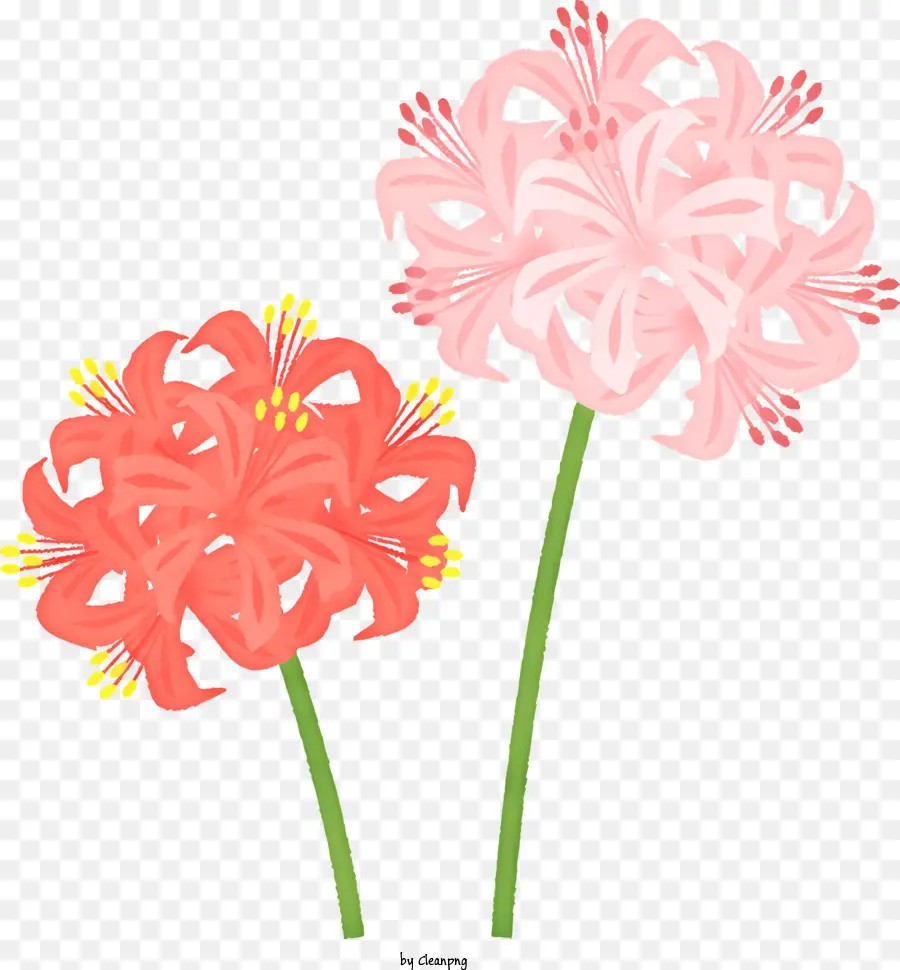ตูน，ดอกไม้สีชมพู PNG