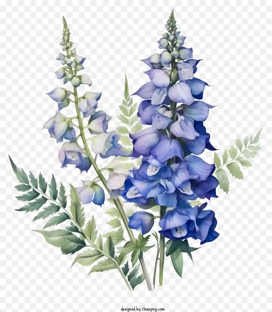 ศิลปะดอกไม้ Delphinium，ดอกไม้ PNG