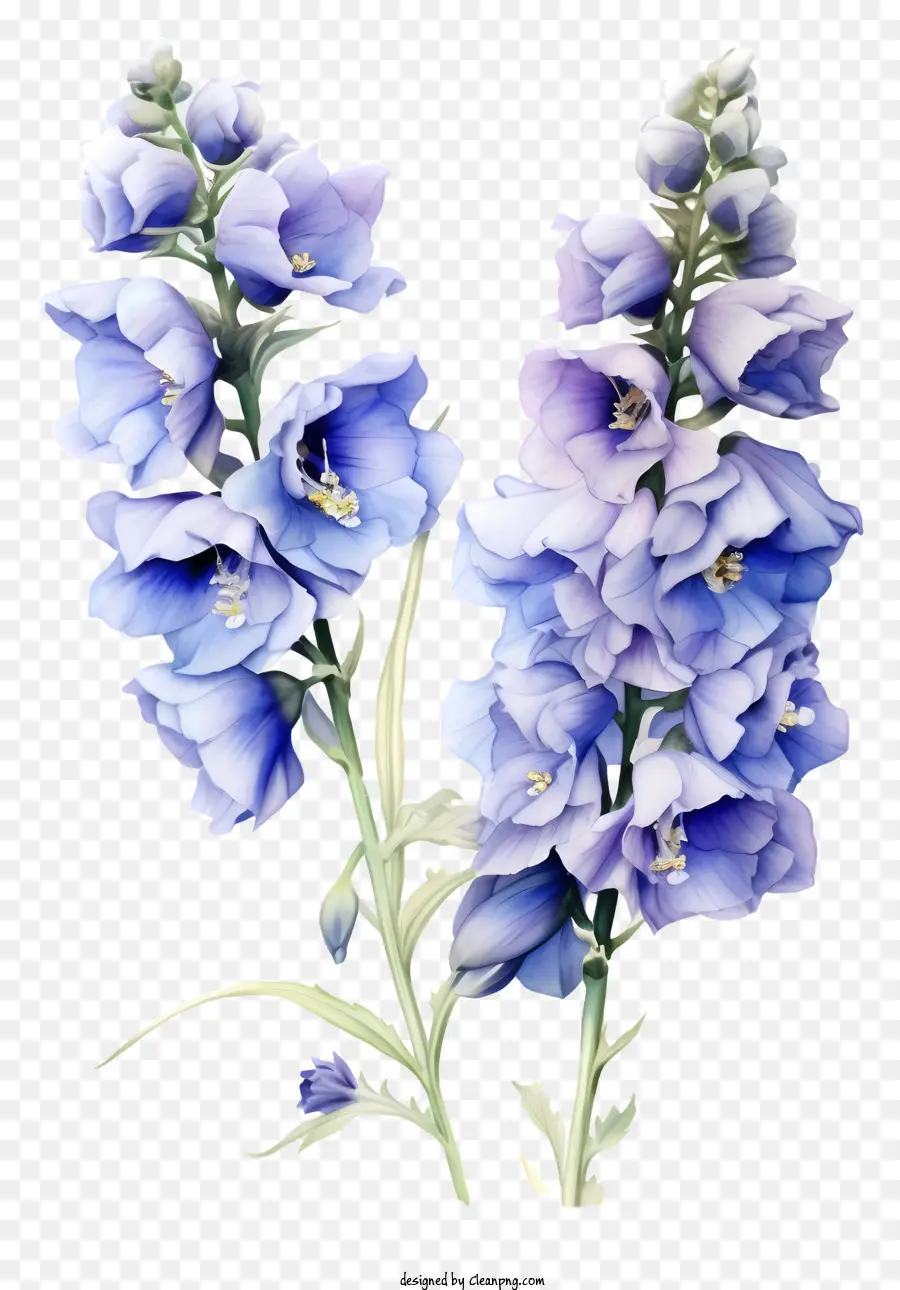 ศิลปะดอกไม้ Delphinium，ดอกไม้สีฟ้า PNG