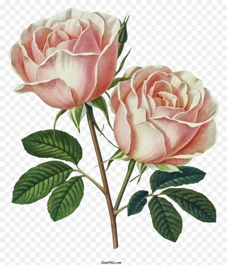 ตูน，บดอกกุหลาบสีชมพู PNG