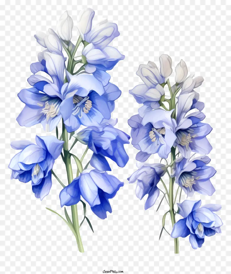 Doodle Delphinium Flower，ดอกไม้สีฟ้า PNG