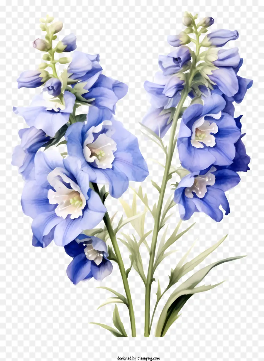 ดอกไม้ Delphinium ที่สง่างาม，ดอกไม้สีฟ้า PNG